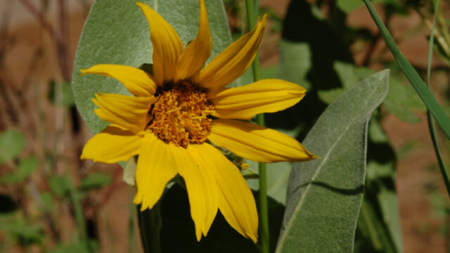 Wyethia sp. Mule Ears, Wyethia sp.