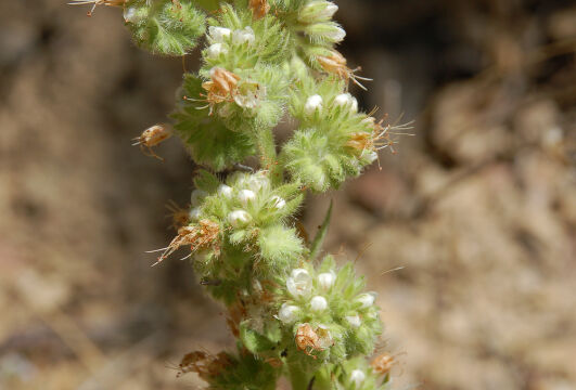 Phacelia cicutaria Caterpillar Phacelia, Phacelia cicutaria