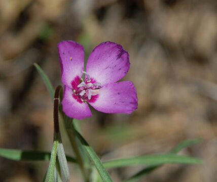 Clarkia sp Farewell to Spring, Clarkia sp