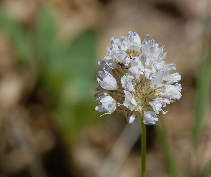 Gilia capitata Globe Gilia, Gilia capitata