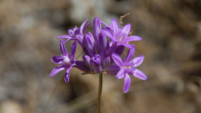 Dichelostemma congestum Ookow, Dichelostemma congestum