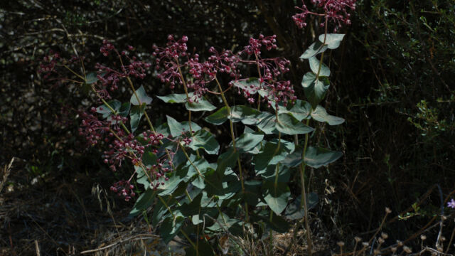 Asclepius cordifolia Purple Milkweed, Asclepius cordifolia