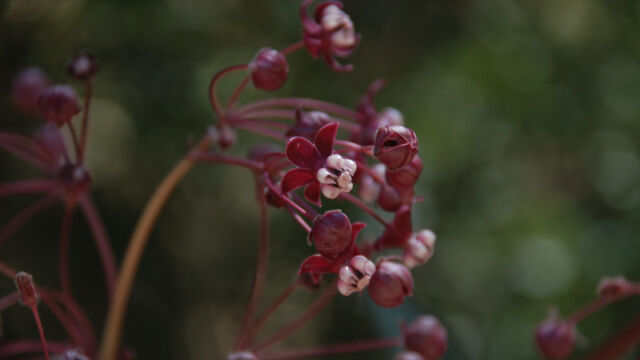 Asclepius cordifolia Purple Milkweed, Asclepius cordifolia