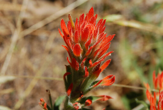 Castilleja sp. Paintbrush, Castilleja sp.