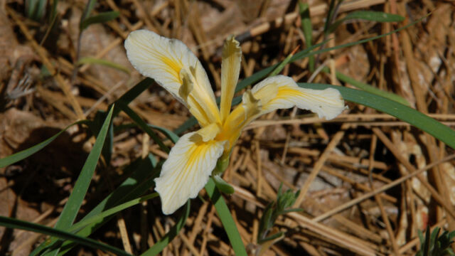 Iris sp.