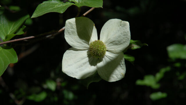 Cornus nuttallii Pacific Mountain Dogwood, Cornus nuttallii