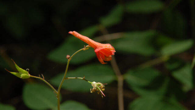 Delphinium nudicaule Canyon Larkspur, Delphinium nudicaule