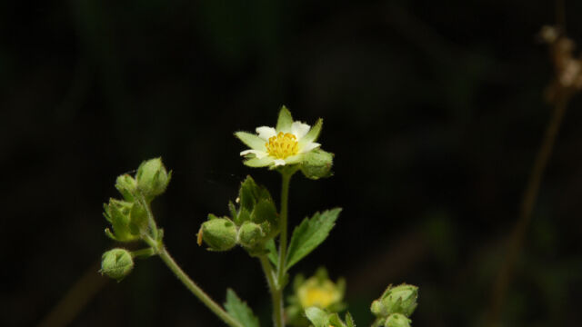 Drymocallis spp. Cinquefoil, Drymocallis spp.