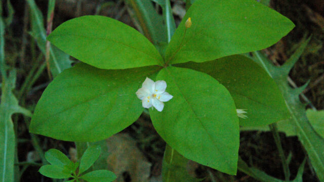 Trientalis latifolia Woodland Star, Trientalis latifolia