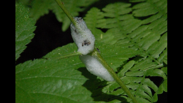 Spittlebug