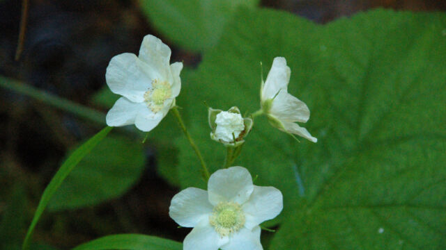 Rubus parviflorus Thimbleberry, Rubus parviflorus