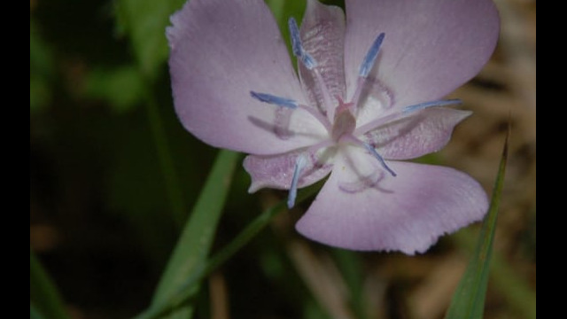 Calochortus nudus Naked Mariposa Lily, Calochortus nudus