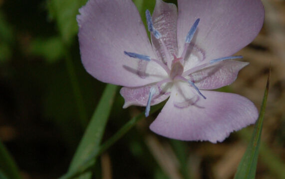 Calochortus nudus Naked Mariposa Lily, Calochortus nudus