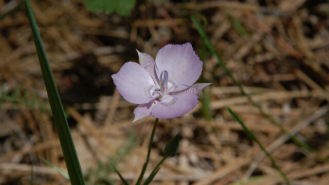 Calochortus nudus Naked Mariposa Lily, Calochortus nudus