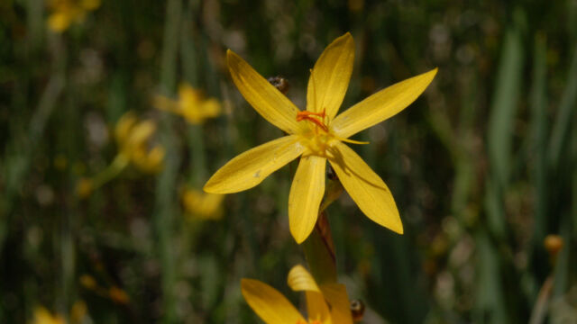 Sisyrinchium elmeri Elmer's Golded eyed grass, Sisyrinchium elmeri
