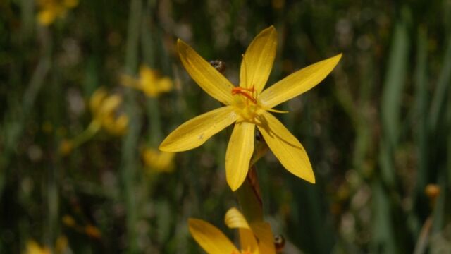 Sisyrinchium elmeri Elmer's Golded eyed grass, Sisyrinchium elmeri