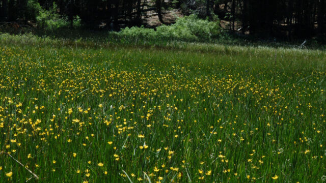 Pond Reservoir Mostly California Buttercup