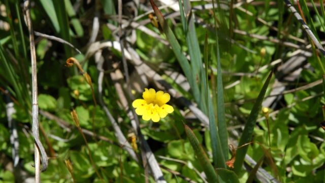 Erythranthe primuloidesĀ Primrose monkeyflower, Erythranthe primuloidesĀ
