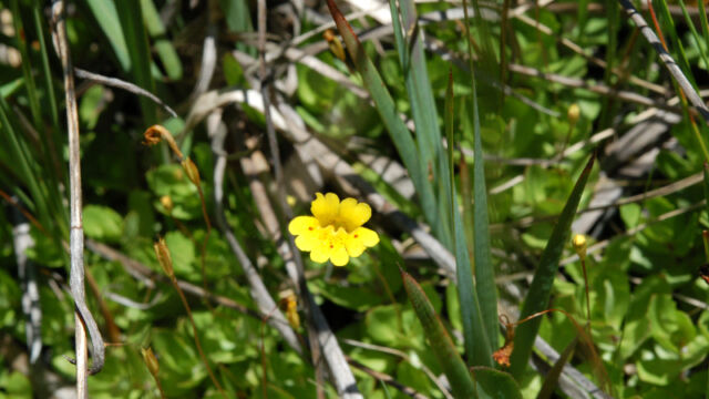 Erythranthe primuloides Primrose monkeyflower, Erythranthe primuloides