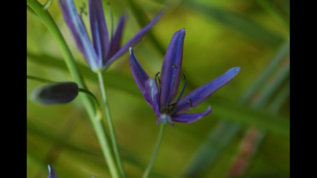 Camassia quamash Common Camas, Camassia quamash
