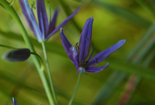 Camassia quamash Common Camas, Camassia quamash