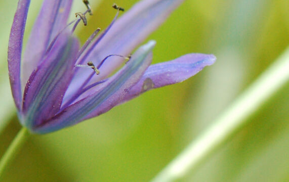 Camassia quamash Common Camas, Camassia quamash