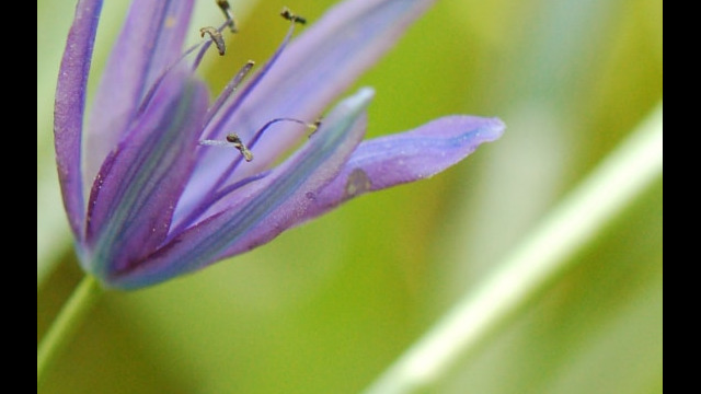 Camassia quamash Common Camas, Camassia quamash
