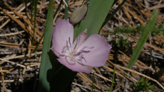 Calochortus nudus Naked Mariposa Lily, Calochortus nudus