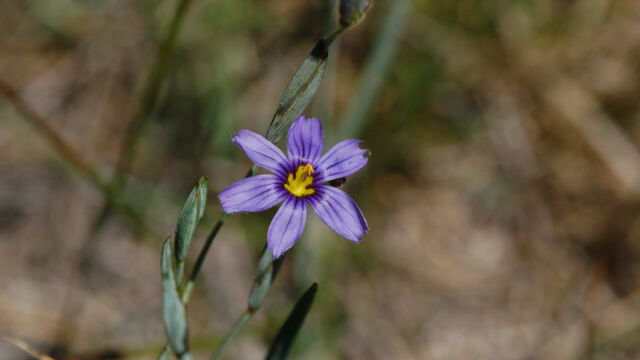 Sisyrinchium bellum Blue-eyed grass, Sisyrinchium bellum