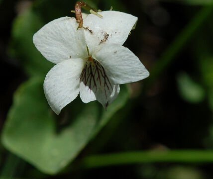 Viola macloskeyi Macloskey's Violet, Viola macloskeyi