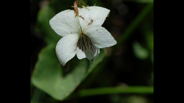Viola macloskeyi Macloskey's Violet, Viola macloskeyi