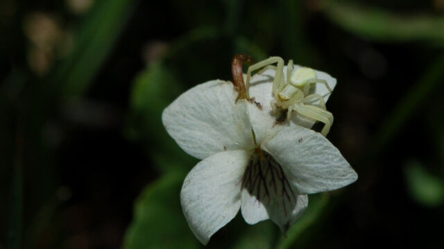 Viola macloskeyi Macloskey's Violet, Viola macloskeyi