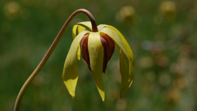 Darlingtonia californica California Pitcherplant, Darlingtonia californica