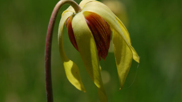 Darlingtonia californica California Pitcherplant, Darlingtonia californica