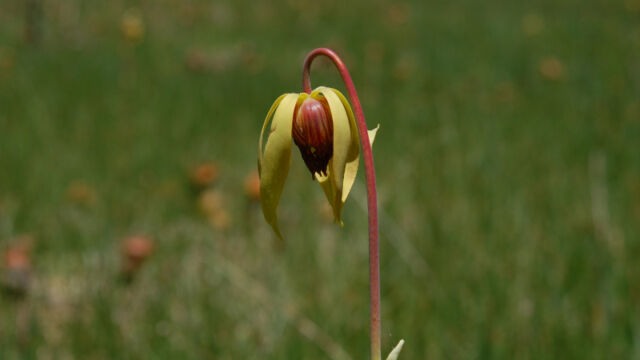 Darlingtonia californica California Pitcherplant, Darlingtonia californica