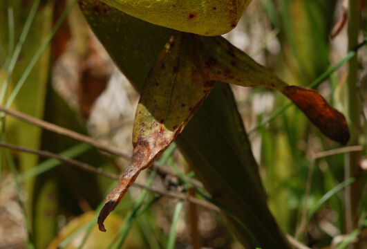 Darlingtonia californica California Pitcherplant, Darlingtonia californica