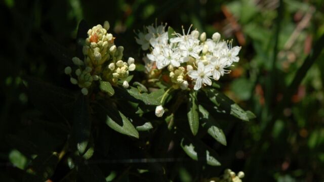 Rhododendron columbianum Western Labrador Tea, Rhododendron columbianum