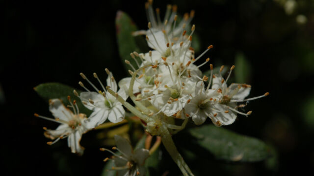 Western Labrador Tea with spider Western Labrador Tea with spider, Rhododendron columbianum