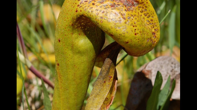 Darlingtonia californica California Pitcherplant, Darlingtonia californica