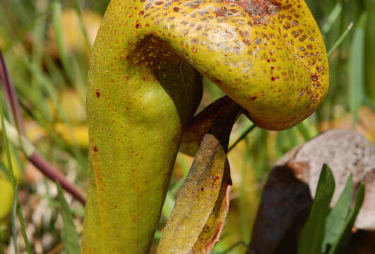Darlingtonia californica California Pitcherplant, Darlingtonia californica