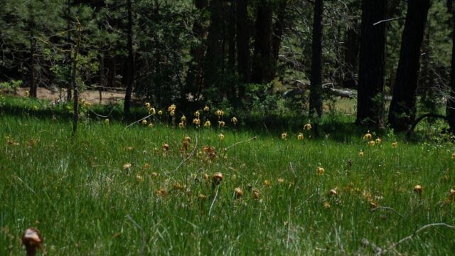Darlingtonia californica, Sweetwater Marsh California Pitcher Plant bog, Darlingtonia californica