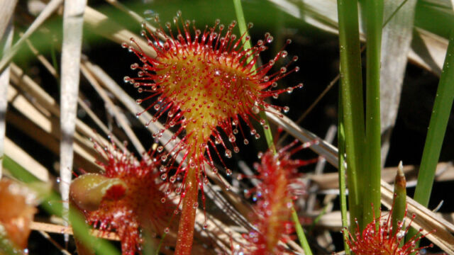 Drosera rotundifolia Round Leaved Sundew, Drosera rotundifolia