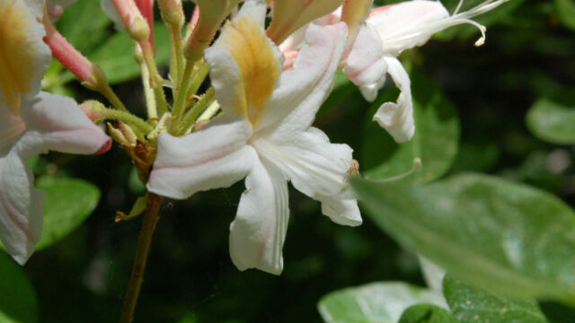 Western Azalea