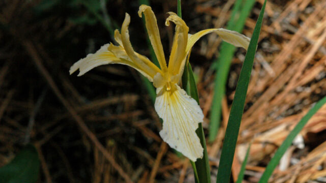 Iris hartwegii Hartweg's Iris, Iris hartwegii