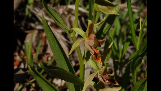 Epipactus gigantea Stream Orchid, Epipactus gigantea