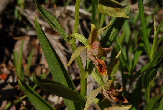 Epipactus gigantea Stream Orchid, Epipactus gigantea