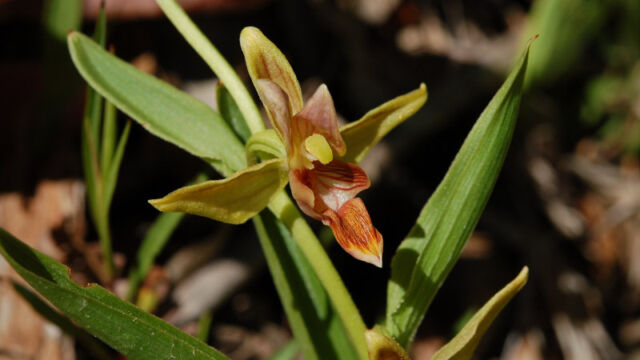 Epipactus gigantea Stream Orchid, Epipactus gigantea