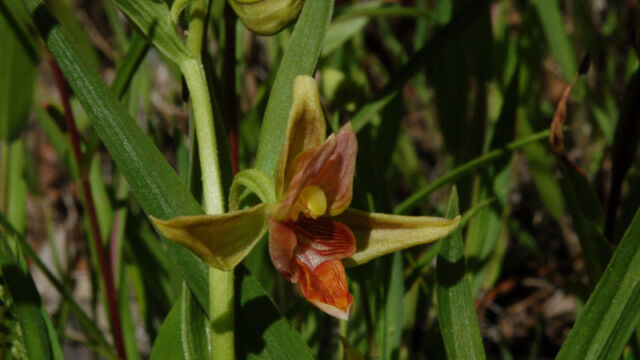 Epipactus gigantea Stream Orchid, Epipactus gigantea