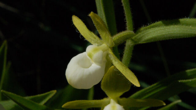 Cypripedium californicum California Lady's Slipper, Cypripedium californicum