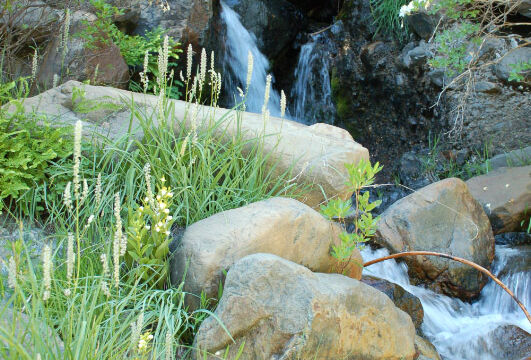 Cascade on Caribou Road with orchids and lilies